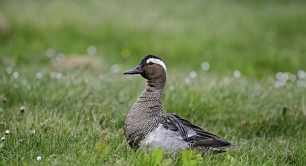 Garganey