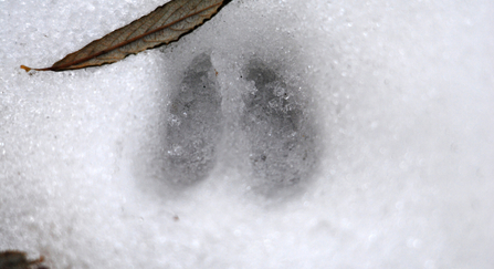 Deer track in snow