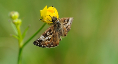 Dingy skipper