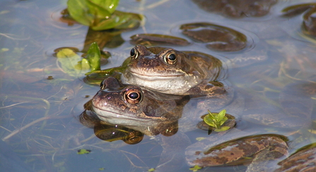 COMMON FROG