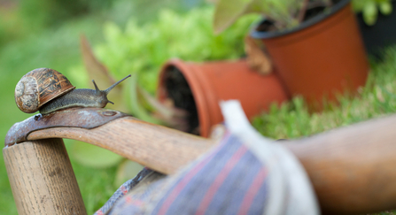 snail Gardening