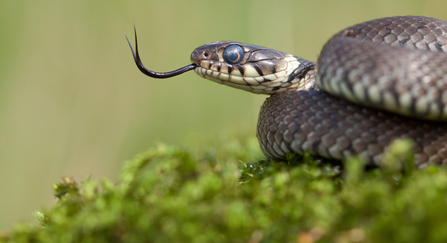 Grass snake