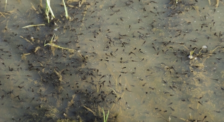 tadpoles