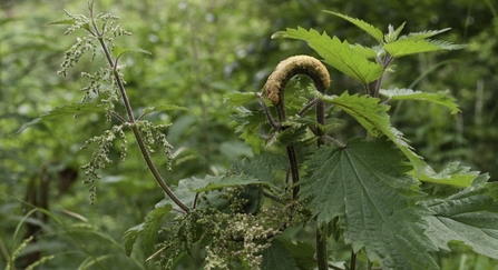 nettle