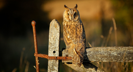 long eared-owl