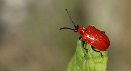 Wasp Beetle (Clytus arietis)