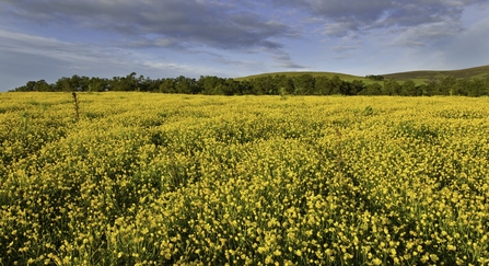 creeping buttercup