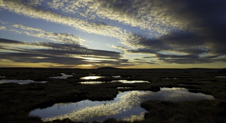 Peat bog