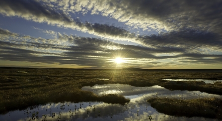 Peat bog