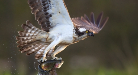 Osprey