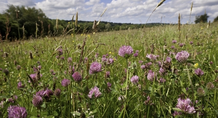 red clover