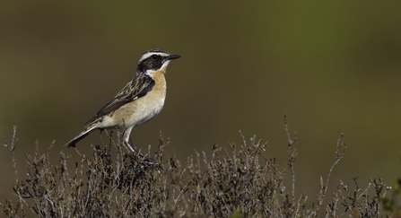 Whinchat 