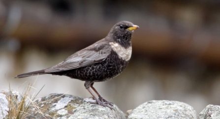 Ring ouzel