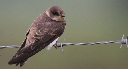 Sand martin juvenile