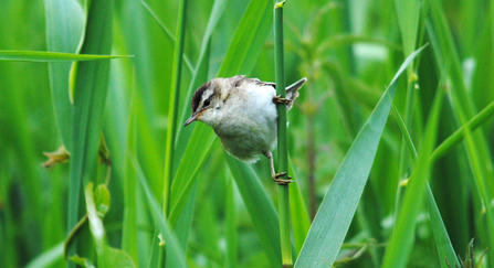 Sedge warbler