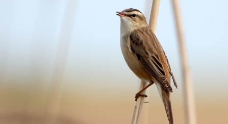 Sedge warbler