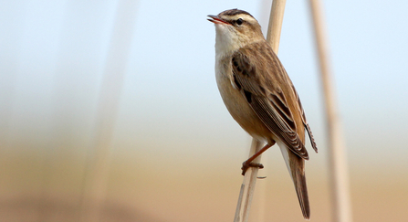 Sedge warbler