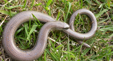 SLOW WORM