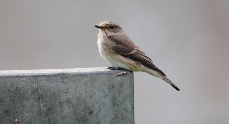 Spotted flycatcher