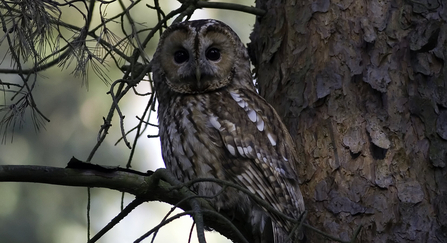 TAWNY OWL