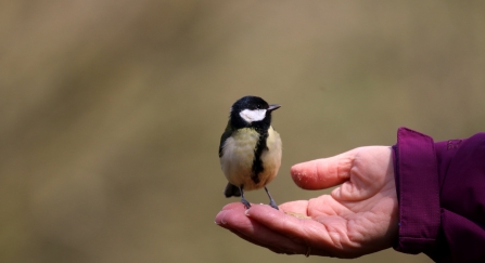 Great tit in hand