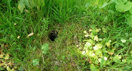 Water vole burrow