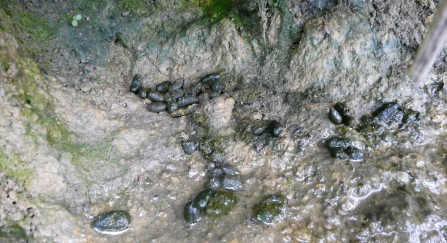 Water vole latrine