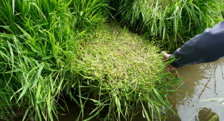 Water vole lawn