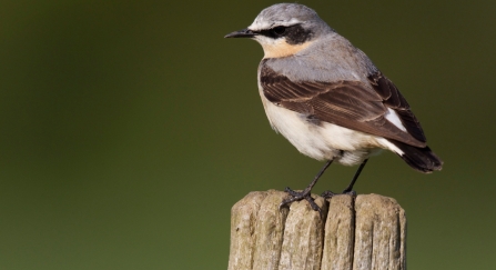 Wheatear