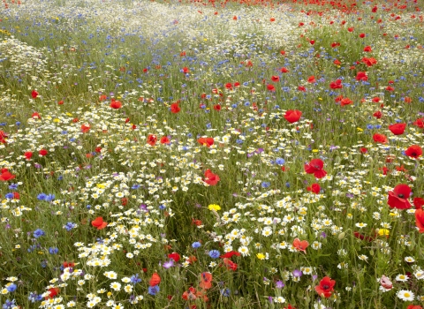 Wildflower meadow - Paul Hobson