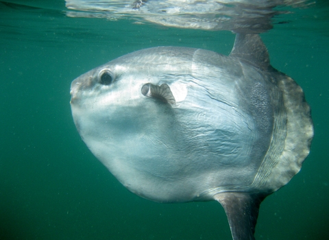 Sunfish