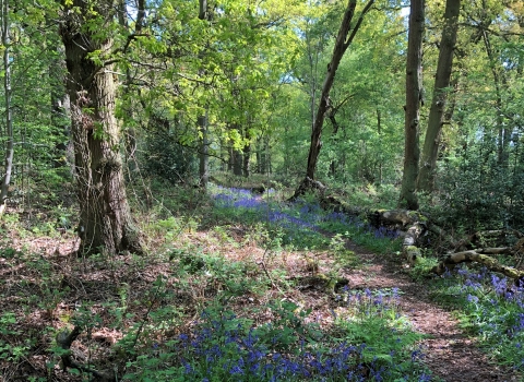 Charley Woods (c) John Stoddart