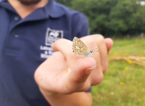 Stonesby Quarry common blue 