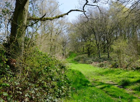 Launde Big Wood (c) Andy Neilson