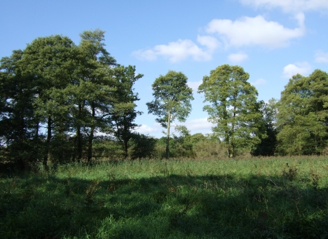 Narborough Bog (c) LRWT