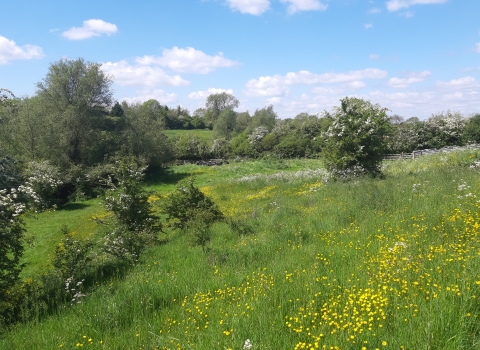 Wymeswold Meadows (c) LRWT