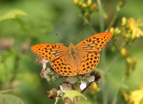 Silver-washed fritillary (c) John Statham