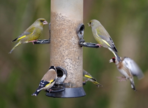 Bird feeders (c) Gillian Day