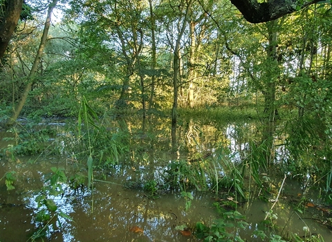 Narborough Bog (c) Ben Devine