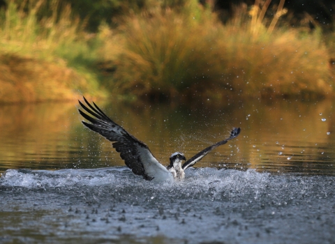 Osprey (c) Pete Murray