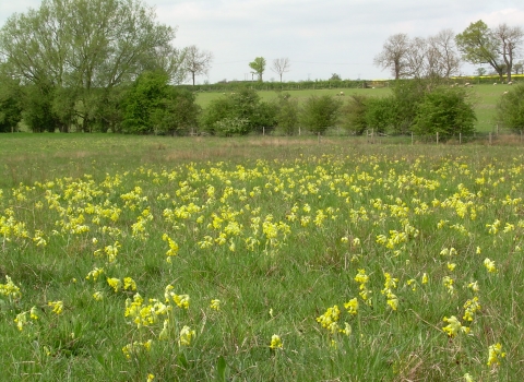 Cribb's Meadow (c) LRWT