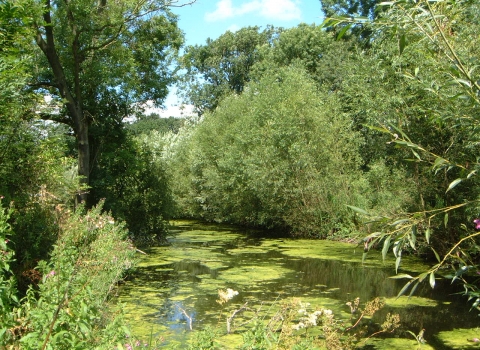 Wymondham Rough (c) LRWT