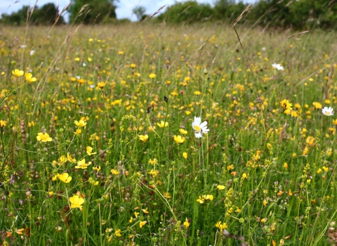 Merry's Meadow