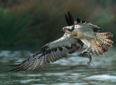 Osprey