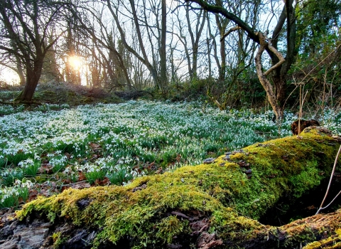 Dimminsdale snowdrops
