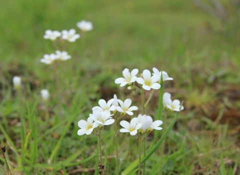 Meadow Saxifrage (c) Keiron Huston