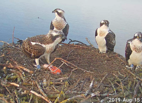 2019 Manton Bay chicks