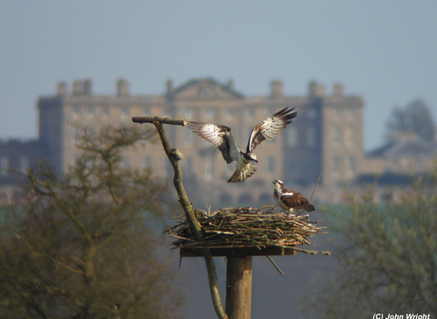 The Manton Bay pair