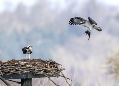 Osprey Nest Manton Bay