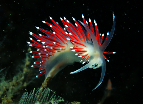 Coryphella browni